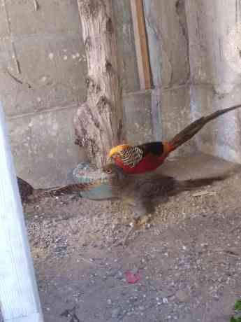 red-golden-pheasant-big-4