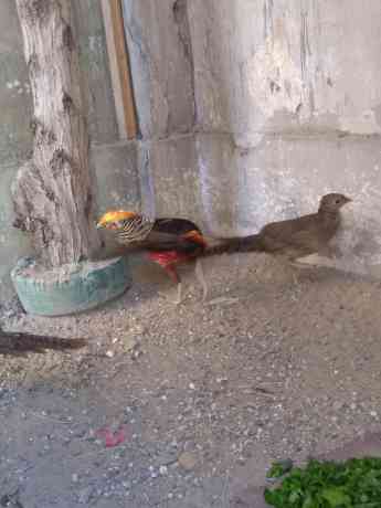 red-golden-pheasant-big-3