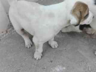 bully-kutta-puppies-for-sale