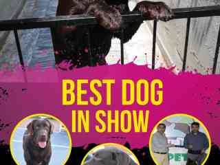 pedigreed-chocolate-champion-labrador-available-for-confirm-studmating