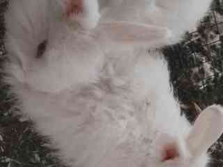 gaint-angora-bunnies