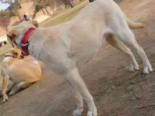 labrador-pair