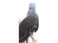 eagle-for-sale-small-3