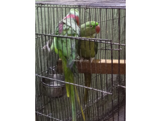 Raw parrots pair for sell
