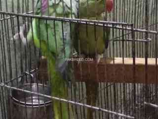 raw-parrots-pair-for-sell