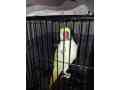 raw-talking-parrot-small-2