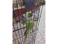 raw-talking-parrot-small-1