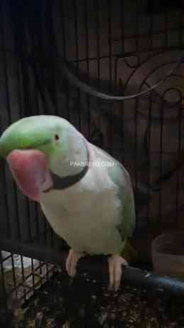 raw-talking-parrot-big-3