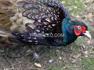 a-beautiful-pheasant-breeder-pair