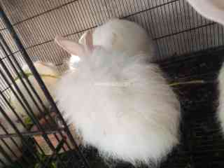 angora-rabbits-breader-pairs