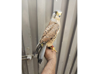 Kastral Falcon male and female available