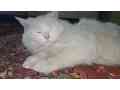 white-persian-kitten-small-4