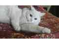 white-persian-kitten-small-0