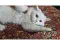 white-persian-kitten-small-3