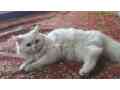 white-persian-kitten-small-2