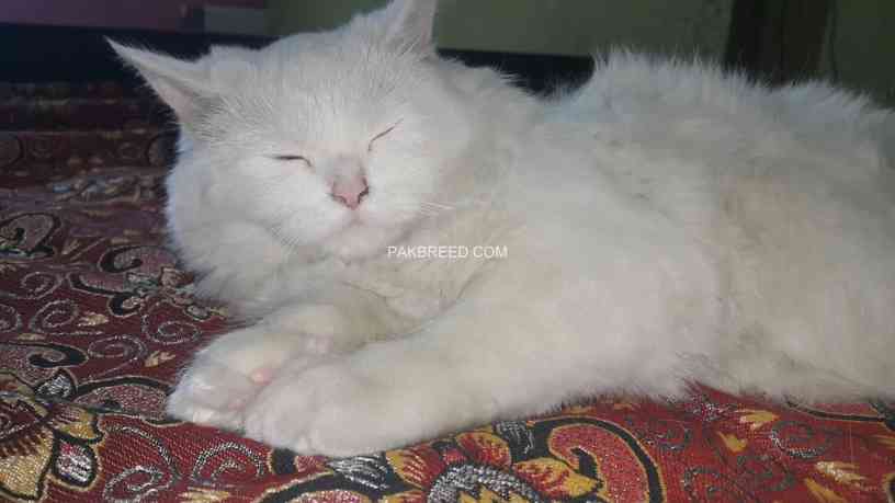 white-persian-kitten-big-4