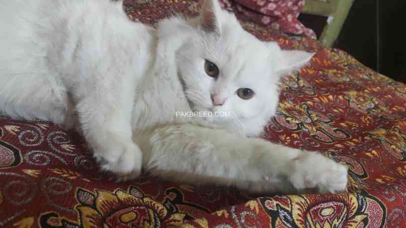 white-persian-kitten-big-0