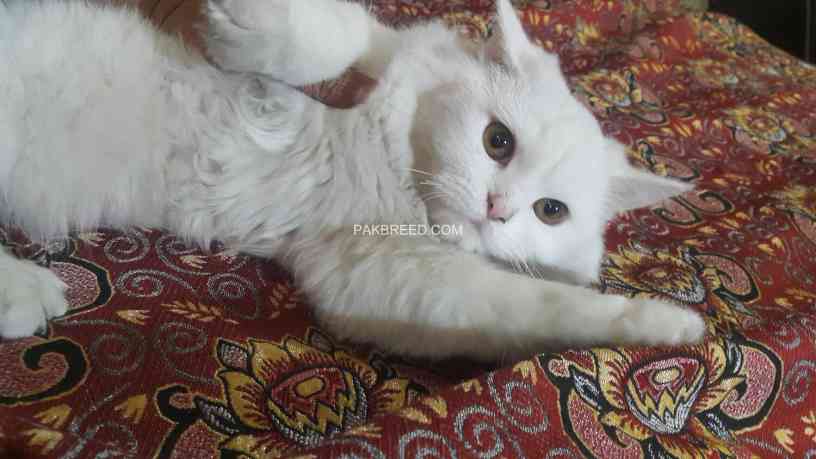 white-persian-kitten-big-3