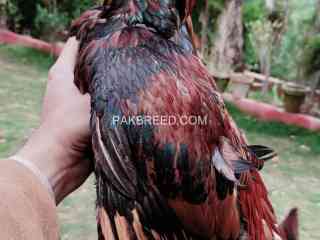 mianwali-cross-parrot-beak-aseel