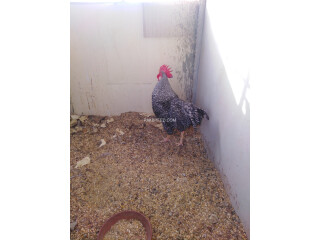 Plymouth rock herritage male for sale