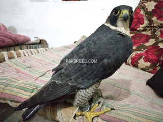Shahen falcon