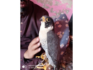 Black Shaheen Falcon