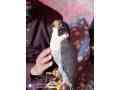 black-shaheen-falcon-small-0