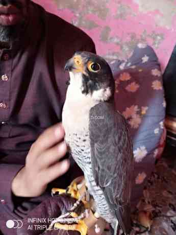 black-shaheen-falcon-big-0