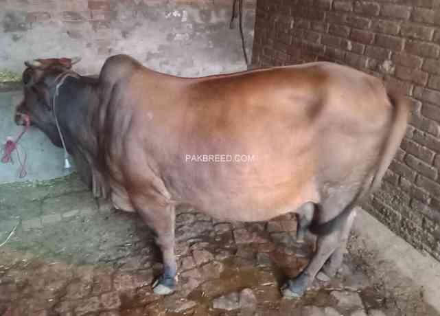 jarsi-cross-cow-big-2