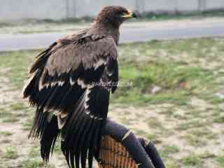 steppy-eagle-american-migrated-well-trained