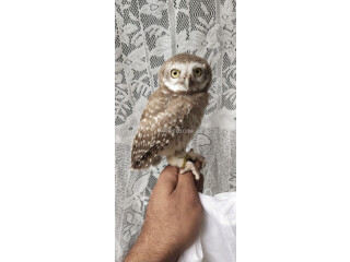 Pokit owl