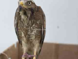 white-eye-buzzard-hand-tame