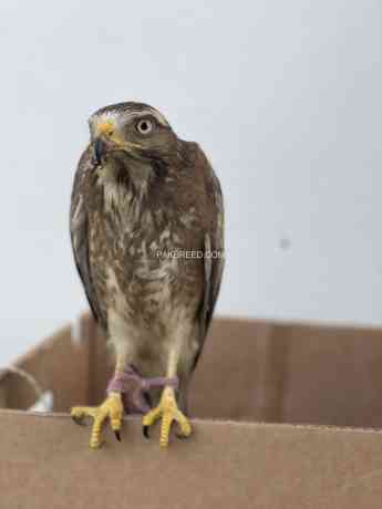 white-eye-buzzard-hand-tame-big-0