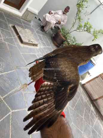 white-eye-buzzard-hand-tame-big-1