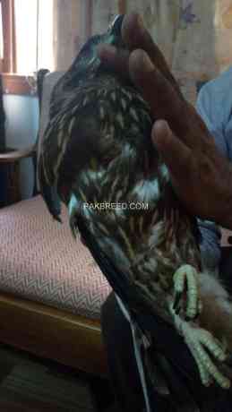 eagle-baby-for-sale-big-3