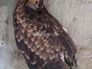 black-kite-eagle