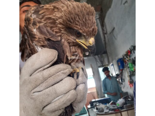A young black kite.