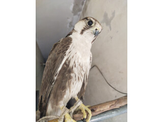 Lager Falcon male