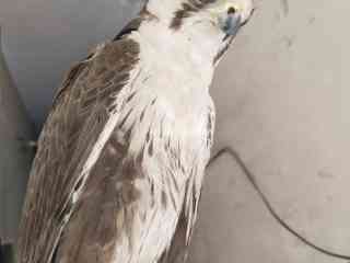 lager-falcon-male