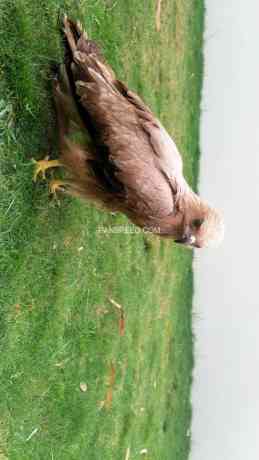 golden-eagle-big-1