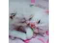 pershion-kittens-small-3