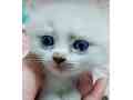 pershion-kittens-small-1