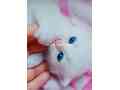 pershion-kittens-small-4