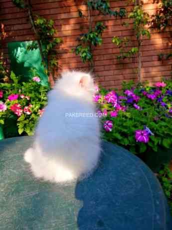 persian-triple-coat-big-1