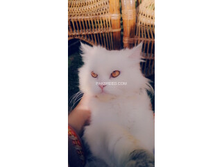 Persian cat Doll face