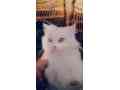 persian-cat-doll-face-small-0