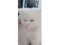 persian-cat-doll-face-small-4