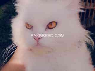 persian-cat-doll-face