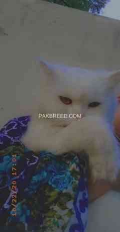 persian-cat-doll-face-big-3