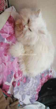 persian-cat-doll-face-big-2